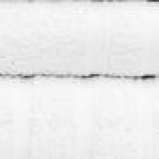 Βαμβακερή Λευκή Ξενοδοχειακή Πετσέτα Charm 500gsm Χειρός | 30x45cm Άσπρο Βαμβακερή Λευκή Ξενοδοχειακή Πετσέτα Charm 500gsm Χειρός | 30x45cm Άσπρο