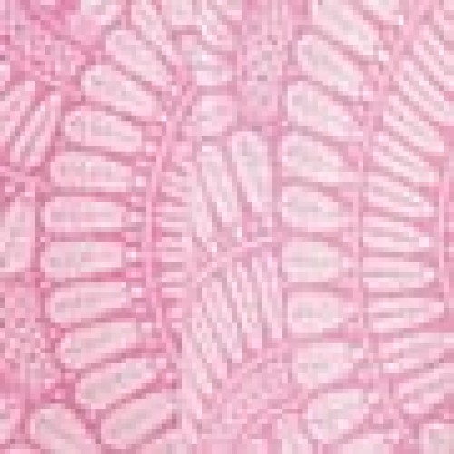 Ροτόντα Τραπεζομάντηλο με Γεωμετρικό Σχέδιο Napoli Διάμετρος 130cm Λιλά