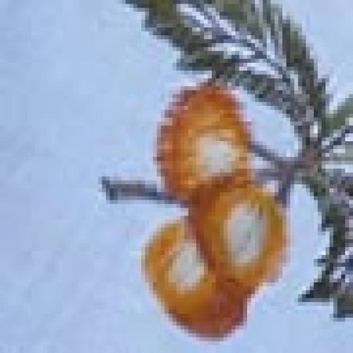 Θήκη Για Cookies, Ψωμί Με Κέντημα Βελανίδι Salt ΙΙΙ One Size Άσπρο Θήκη Για Cookies, Ψωμί Με Κέντημα Βελανίδι Salt ΙΙΙ One Size Άσπρο